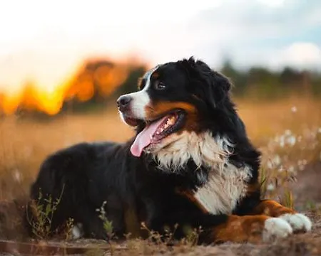 Hotel Greti - Dahoam, Nur Feiner - Alpine Boutique Mit Alpentherme Eintritt, Reichhaltigem Fruehstueck, Sauna Bad Hofgastein